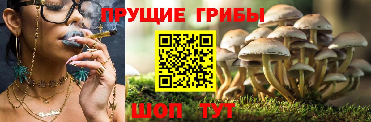 Галлюциногенные грибы Cubensis Сертолово